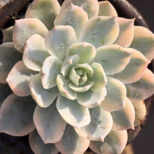 藍石蓮, 老樂 Echeveria subsessilis variegated