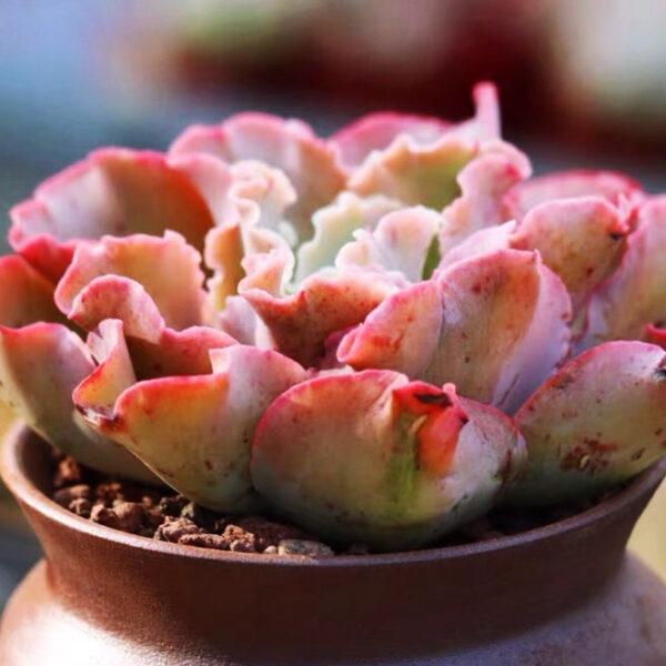 石蓮花高砂之翁 Echeveria 'Takasago No Okina'