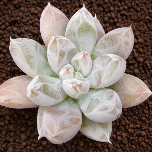 杜里萬蓮石蓮花 Echeveria tolimanensis