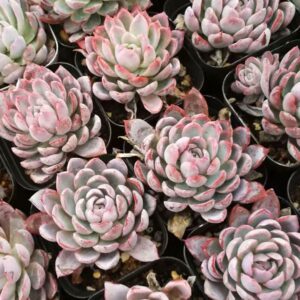 紫羅蘭女王石蓮花 Echeveria violet queen