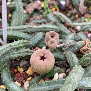 蘋果蘿藦 Echidnopsis malum