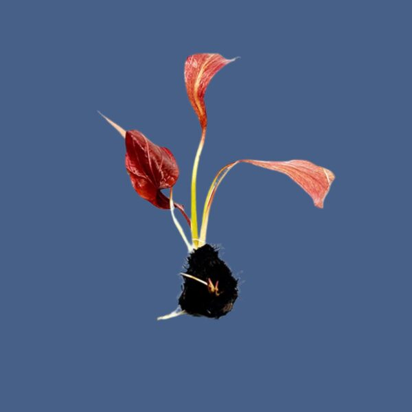 紅旦