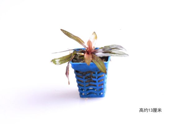 紅玫瑰皇冠草：圖片 2