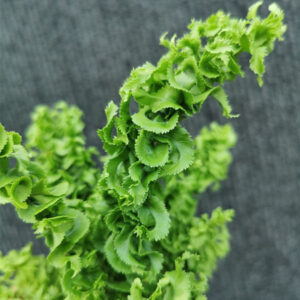 腎蕨 Emina Curly Boston Fern (Nephrolensis exalta 'Emina')