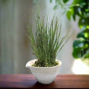 斑紋姬木賊 Variegated Horsetail (Equisetum variegatum)