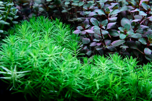 新百葉草