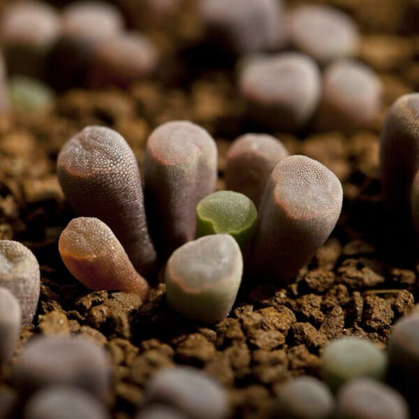 光玉 Fairy elephant's feet (Frithia pulchra)：圖片 2