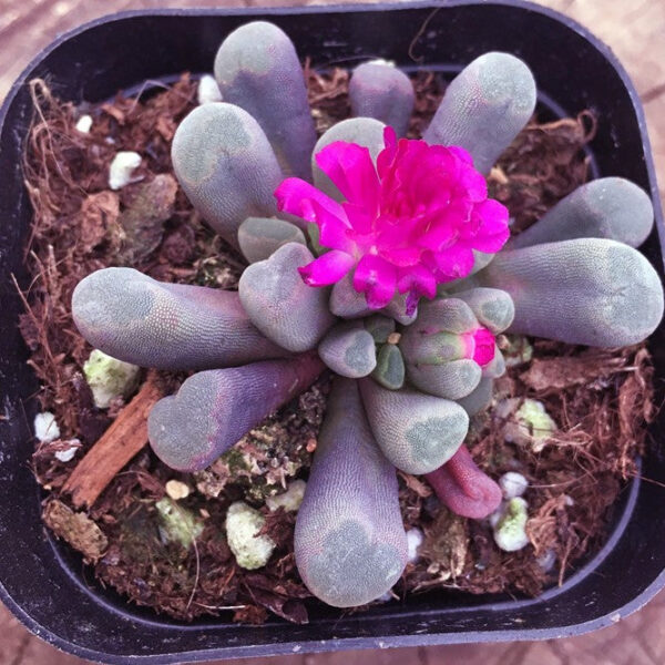 光玉 Fairy elephant's feet (Frithia pulchra)
