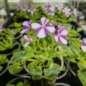 非洲堇瑞秋 Fay's Rachel