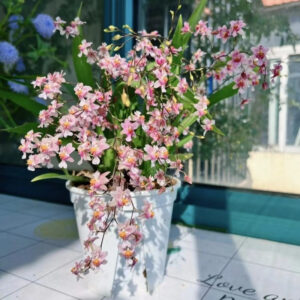 文心蘭（應季花卉）