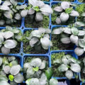 貴妃榕 Anubias barteri var. nana