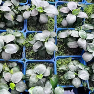 貴妃榕 Anubias barteri var. nana