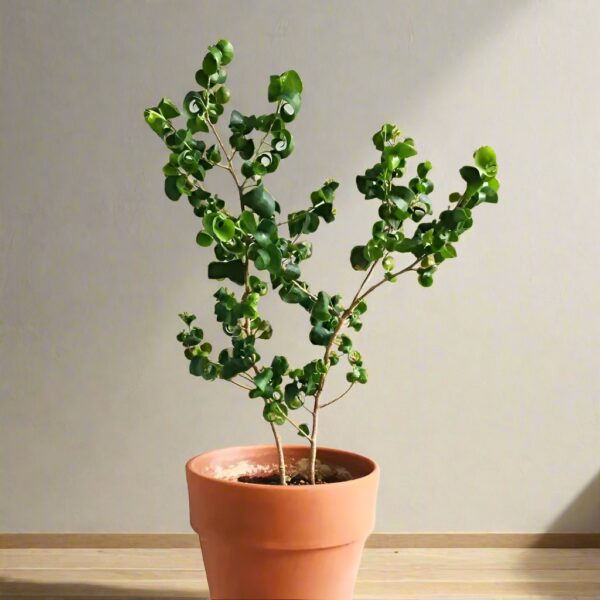 捲葉榕 Ficus benjamina 'Barok'