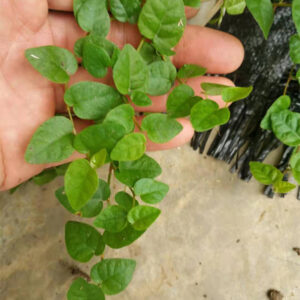 薜荔 Ficus pumila (Creeping Fig)