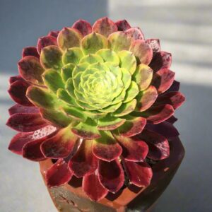 嘉年華法師 蓮花掌屬 Fiesta (Aeonium)