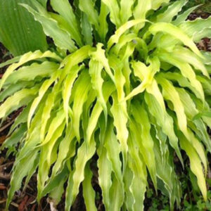 玉簪花 Curly Fries Hosta