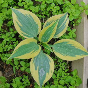 玉簪花 Amazing Grace Hosta