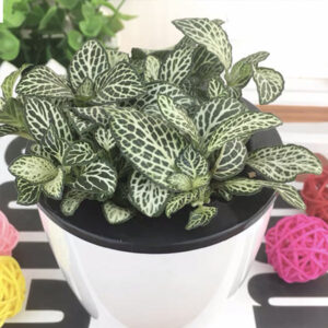 迷你白網紋草 Mini white (Fittonia Albivenis)