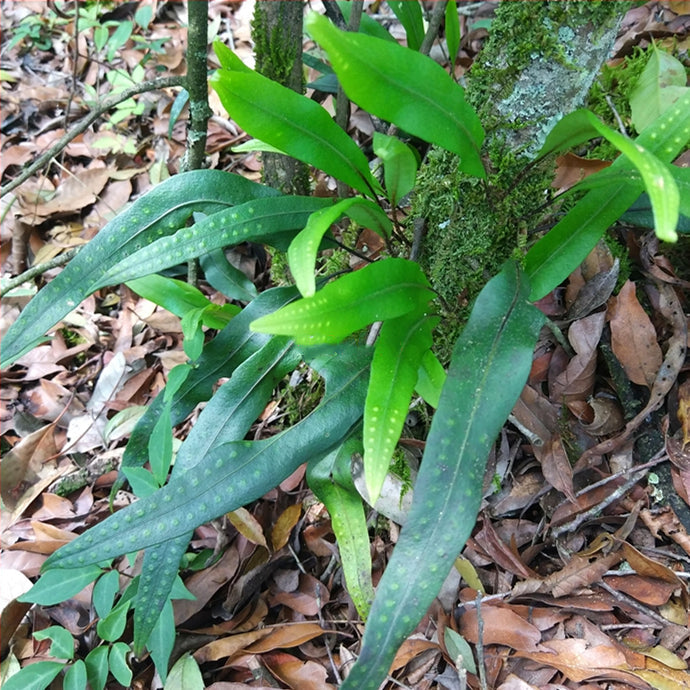 盾蕨屬 Neolepisorus fortunei
