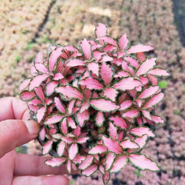 網紋草 Frankie Nerve Plant (Fittonia verschaffeltii)：圖片 2