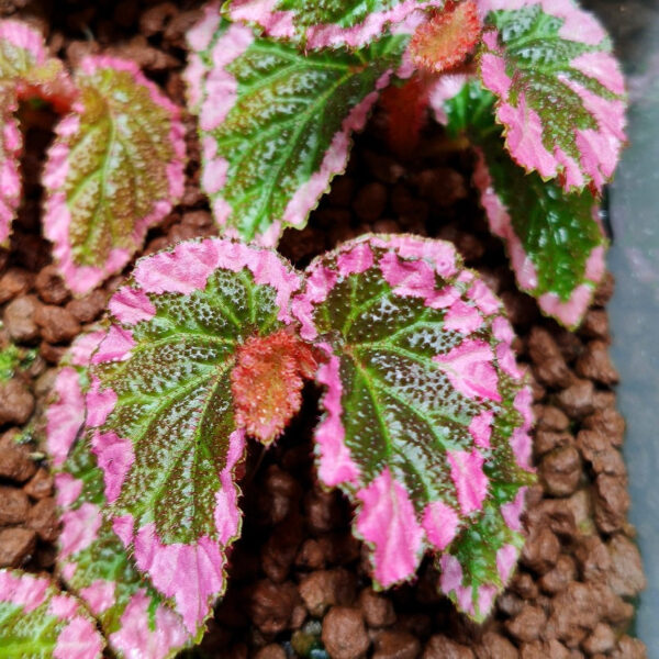 秋海棠 Fulvo villosa Begonia