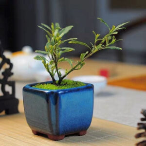 狹葉梔子 Gardenia (Gardenia stenophylla)