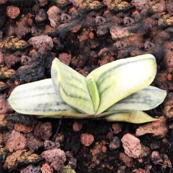 子寶錦 Ox-tongue (Gasteria gracilis cv. Variegata Yellow)：圖片 2