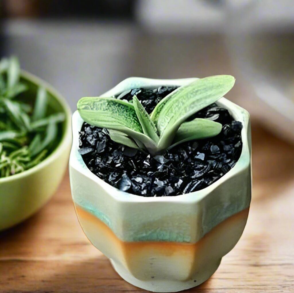 子寶錦 Ox-tongue (Gasteria gracilis cv. Variegata Yellow)