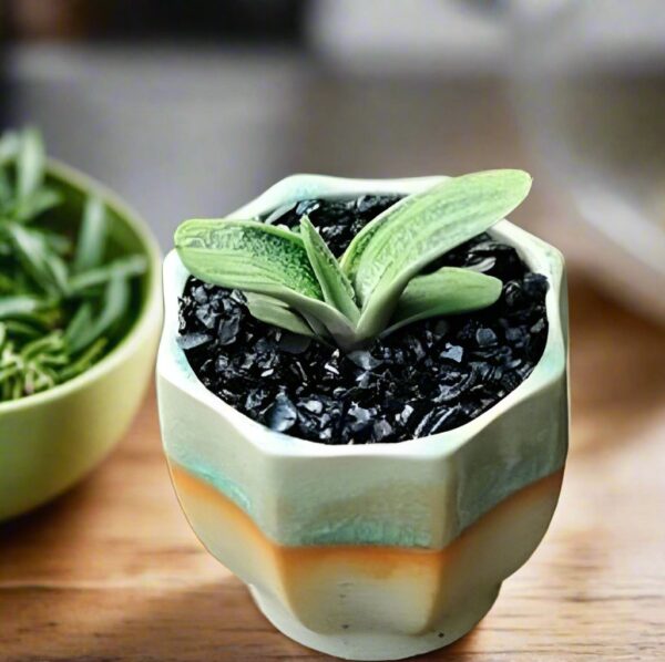 子寶錦 Ox-tongue (Gasteria gracilis cv. Variegata Yellow)