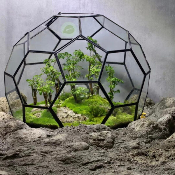 幾何玻璃植物箱 Geometric glass Terrarium