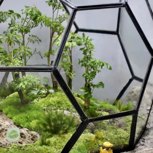 幾何玻璃植物箱 Geometric glass Terrarium：圖片 4