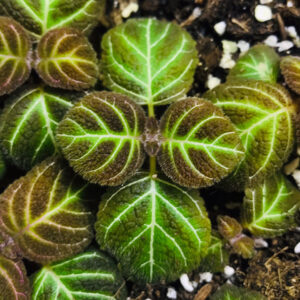 螢光苦苣苔 Conandron sp. fluorescent