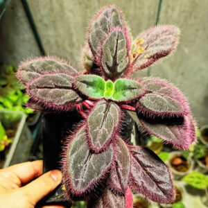斯哲巴巴苦苣苔 Conandron sp. Purple fluff