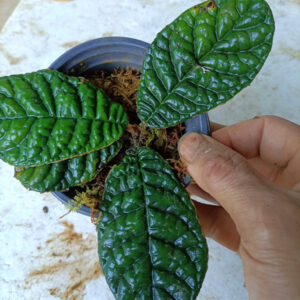 皺葉苦苣苔 Conandron sp. Wrinkled leaf
