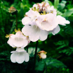 苦苣苔 Gesneriaceae sp