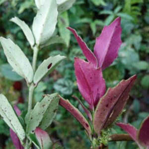 红背非洲堇 Gesneriaceae sp. (Red back)
