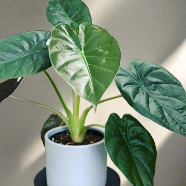 溫蒂海芋 Giant Elephant Ear (Alocasia Wentii)