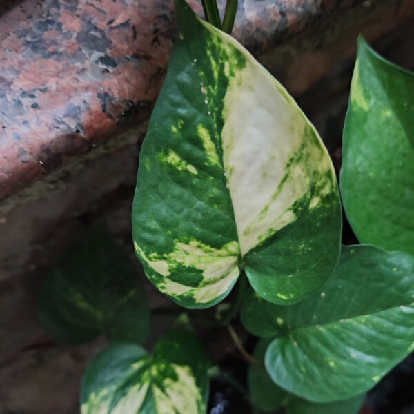 黃錦綠蘿 Golden Pothos (Epipremnum Aureum)：圖片 2