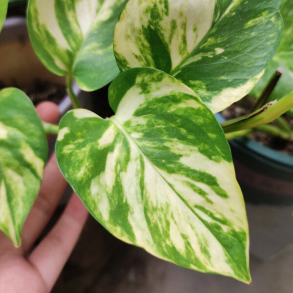 黃錦綠蘿 Golden Pothos (Epipremnum Aureum)