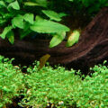 日本矮珍珠Glossostigma elatinoides