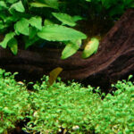 日本矮珍珠Glossostigma elatinoides