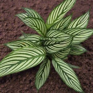 青紋竹芋 Calathea elliptica 'Vittata'