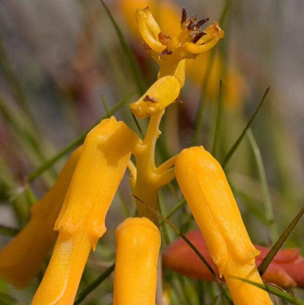 立金花 Golden opal flower (Lachenalia flava)：圖片 4