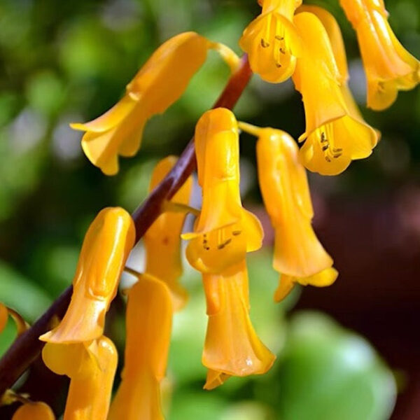 立金花 Golden opal flower (Lachenalia flava)：圖片 5