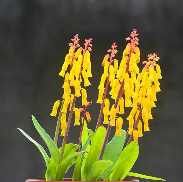 立金花 Golden opal flower (Lachenalia flava)