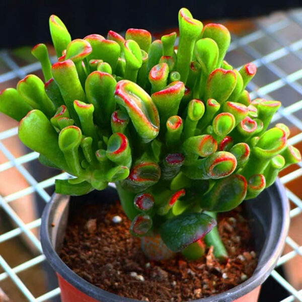 筒葉花月 Gollum Jade (Crassula oblique)：圖片 2