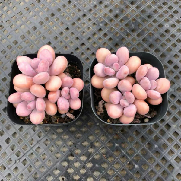 桃之卵 Lavender pebbles (Graptopetalum amethystinum)：圖片 2