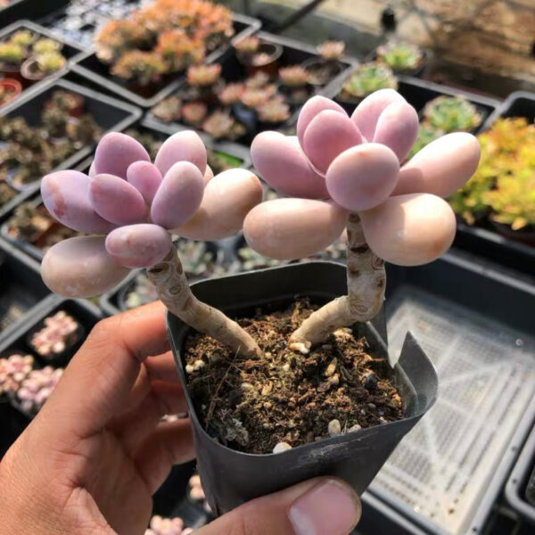 桃之卵 Lavender pebbles (Graptopetalum amethystinum)：圖片 3