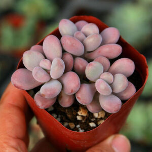 桃之卵 Lavender pebbles (Graptopetalum amethystinum)