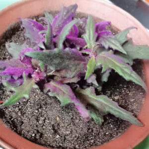 紫鵝絨 Gynura aurantiaca